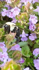Bombus impatiens