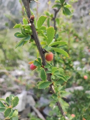 Berberis sibirica, photograph (c) Dmitry Ivanov, some rights reserved (CC BY)