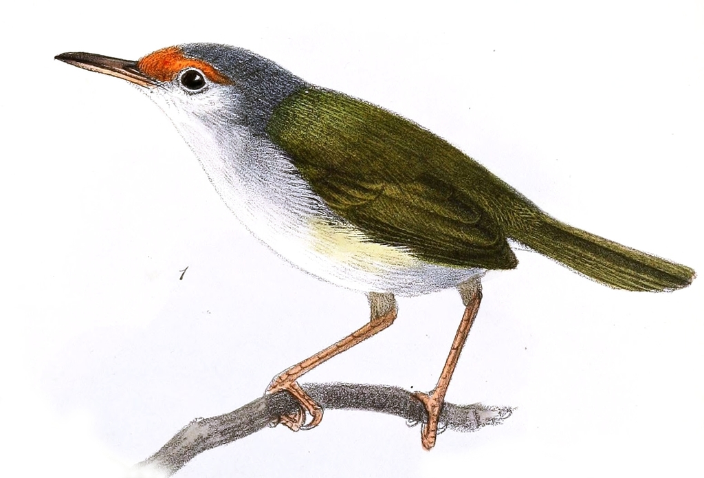 Rufous-Fronted Tailorbird