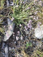 Gypsophila patrinii, photograph (c) Dmitry Ivanov, some rights reserved (CC BY)