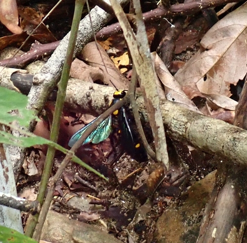 Regiscolia azurea
