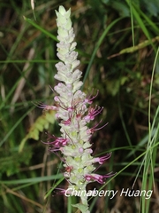 Comanthosphace formosana