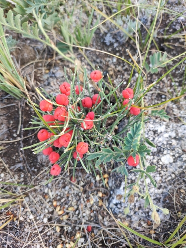 Ephedra monosperma, photograph 2