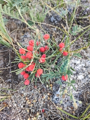 Ephedra monosperma, photograph (c) Dmitry Ivanov, some rights reserved (CC BY)