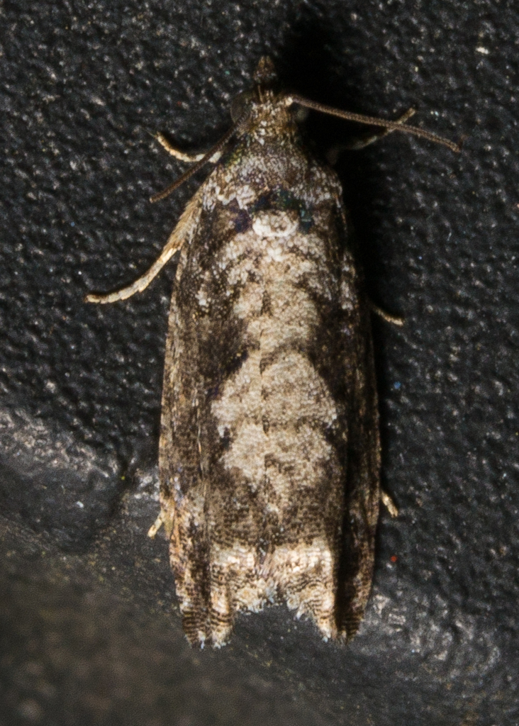 Gretchena concubitana