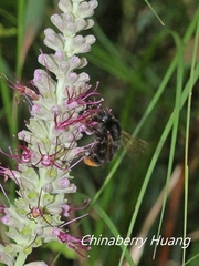 Bombus trifasciatus