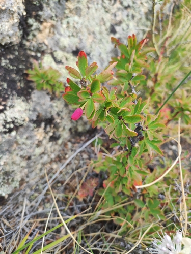 Berberis sibirica, photograph 4