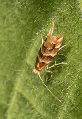Phyllonorycter emberizaepenella