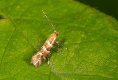 Phyllonorycter emberizaepenella