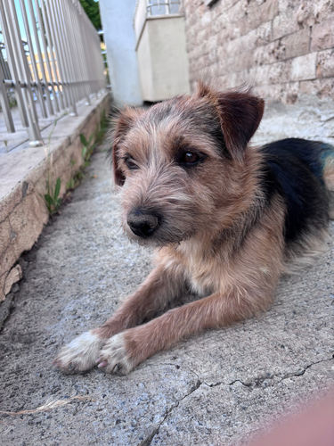 Domestic Dog