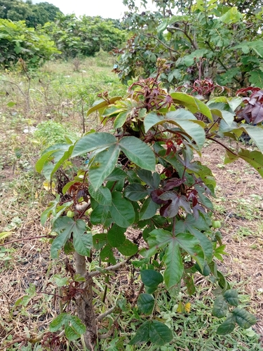 Bellyache Bush