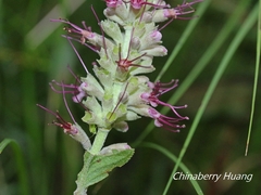 Comanthosphace formosana