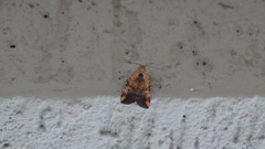 Lepidoptera
