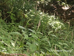 Comanthosphace formosana