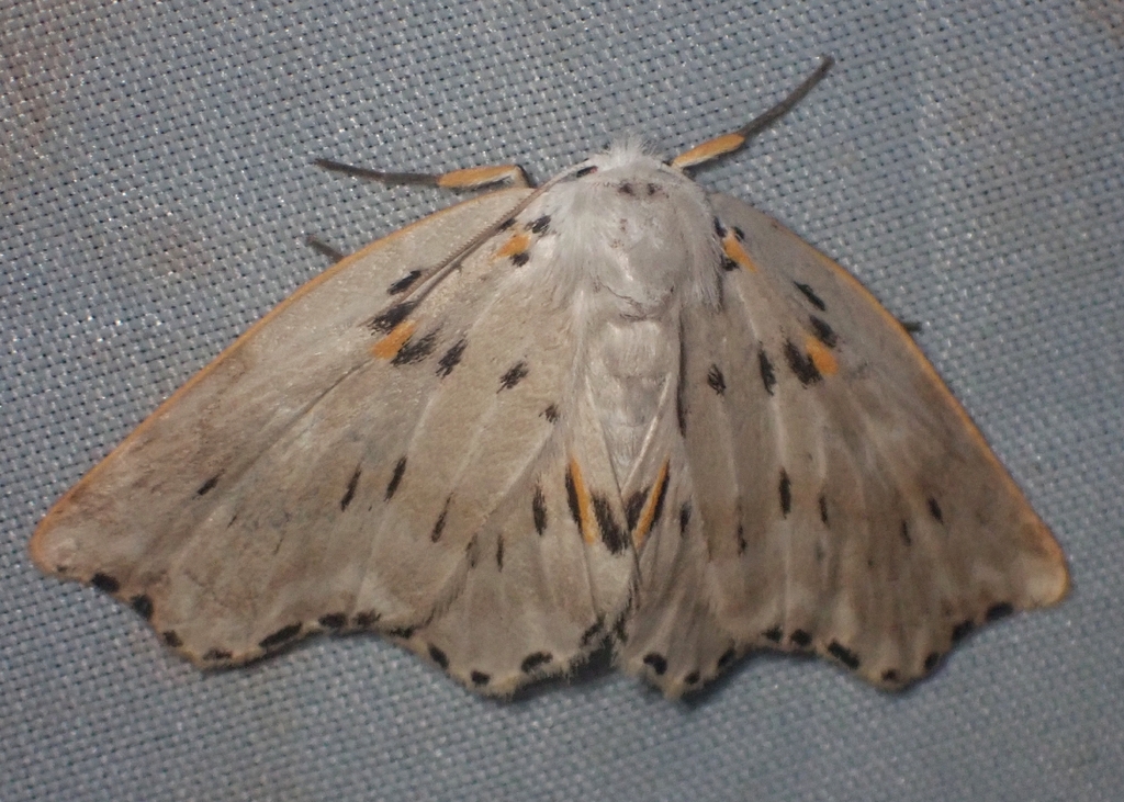 Polygnamptia venipunctata