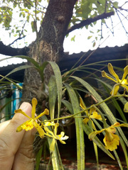 Encyclia papillosa