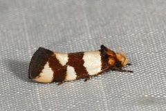 Placocosma anthopetala