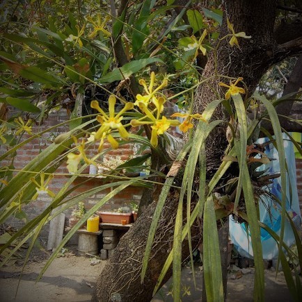 Encyclia papillosa (Bateman ex Lindl.) Aguirre-Olav. 3