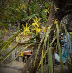Encyclia papillosa