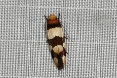 Placocosma anthopetala