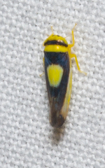 Colladonus clitellarius