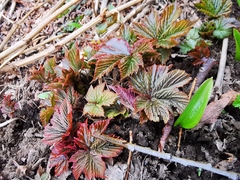 Filipendula camtschatica