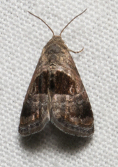 Tripudia rectangula
