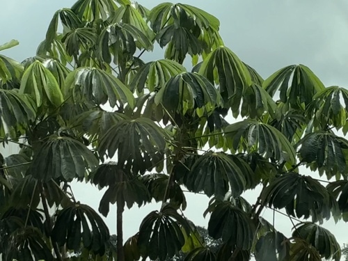 African corkwood tree