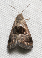 Tripudia rectangula