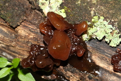 Phaeotremella fimbriata