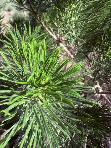 Psoralea pinnata, photograph 5