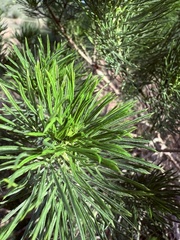 (c) Christina, some rights reserved (CC BY) Psoralea pinnata, photograph (c) Christina, some rights reserved (CC BY)
