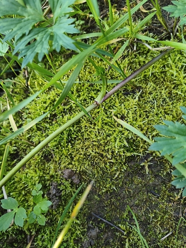 Oxyrrhynchium hians observed 2026-07-30