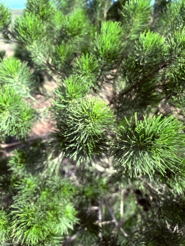 Psoralea pinnata, photograph 6