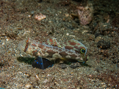 Signigobius biocellatus observed 2026-07-26