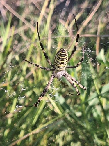 Wasp Spider