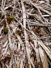 Filipendula camtschatica