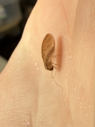 iNaturalist observation photo of Brown Lacewings