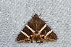 Grammodes oculicola
