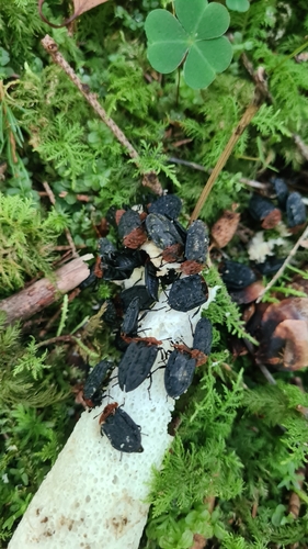 Red-breasted Carrion Beetle
