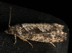 Gretchena concubitana