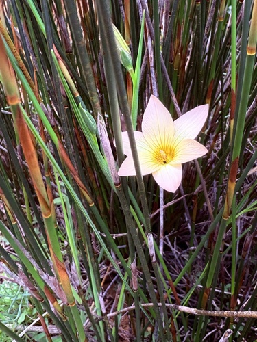 Romulea jugicola