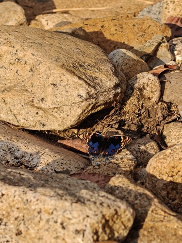 African Blue Pansy
