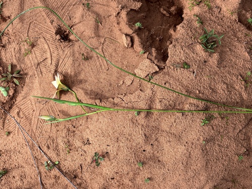 Romulea jugicola
