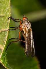 Empis maculata