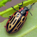 Cottonwood Leaf Beetle - Photo (c) Sean McCann, some rights reserved (CC BY-NC-SA)