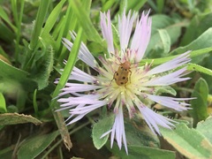 Leptopalpus rostratus