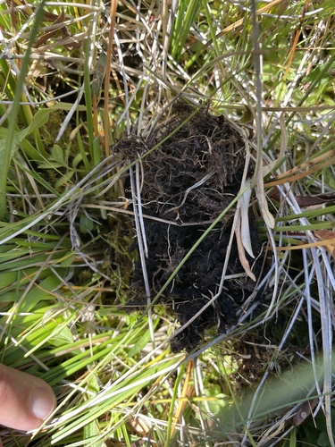 iNaturalist observation photo of Hamsters, Voles, Lemmings, and Allies
