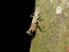 Fuga grimaldii