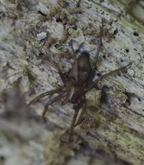Sagana rutilans